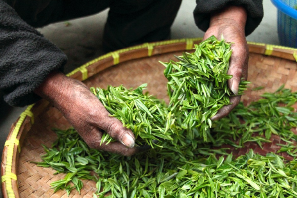 茶葉