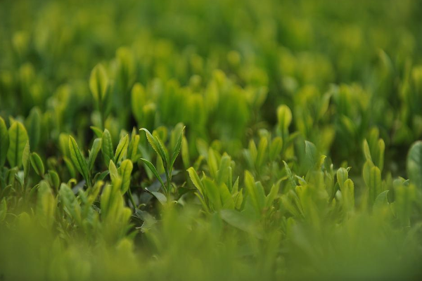 綠茶