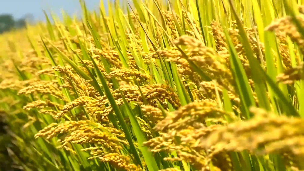 農業品牌策劃案例,知名農業品牌案例,北大荒農業品牌